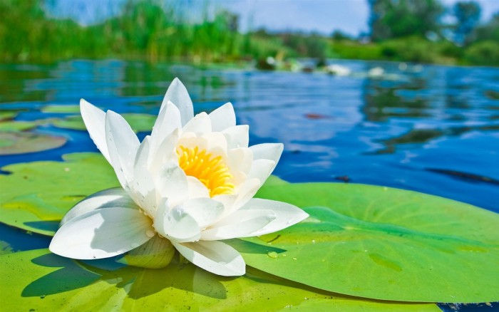 Lotus, neutralizing negative energy